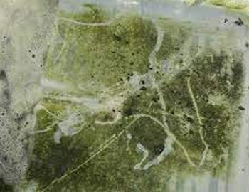 ?What are the Solutions to Prevent and Remove the Algae in the Tank ?What are the Solutions to Prevent and Remove the Algae in the Tank