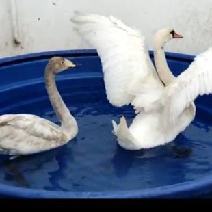 اهدای مخزن به مهاجران جامانده از سفر اهدای مخزن به مهاجران جامانده از سفر